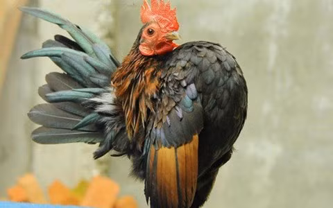 Thức ăn cho gà có đầy đủ 6 loại ngũ cốc gồm có kê, thóc, vừng đen, vừng trắng, gạo lức, cám gà con và nhiều lúc phải có thêm cả vitamin để cho gà khỏe. Gà Serama còn được nuôi để đi thi... nhan sắc.