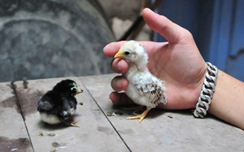 Nhờ vẻ đẹp vương giả, thân hình nhỏ bé, lông đẹp, nhiều đại gia sẵn sàng chi cả trăm triệu đồng để sở hữu một con gà Serama thuần chủng. Loài gà này có thị trường riêng thường “ăn” theo các dự án bất động sản nên luôn có giá và không lo ế hàng.