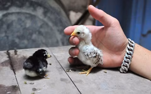 Nhờ vẻ đẹp vương giả, thân hình nhỏ bé, lông đẹp, nhiều đại gia sẵn sàng chi cả trăm triệu đồng để sở hữu một con gà Serama thuần chủng. Loài gà này có thị trường riêng thường “ăn” theo các dự án bất động sản nên luôn có giá và không lo ế hàng.