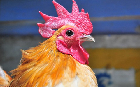 Gà quý tộc Serama giá hàng chục triệu đồng/con, được mệnh danh là ''gà quý tộc” giá ngàn đô.