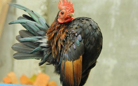 Thức ăn cho gà có đầy đủ 6 loại ngũ cốc gồm có kê, thóc, vừng đen, vừng trắng, gạo lức, cám gà con và nhiều lúc phải có thêm cả vitamin để cho gà khỏe. Gà Serama còn được nuôi để đi thi... nhan sắc.