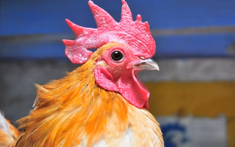  Gà quý tộc Serama giá hàng chục triệu đồng/con, được mệnh danh là ''gà quý tộc” giá ngàn đô.