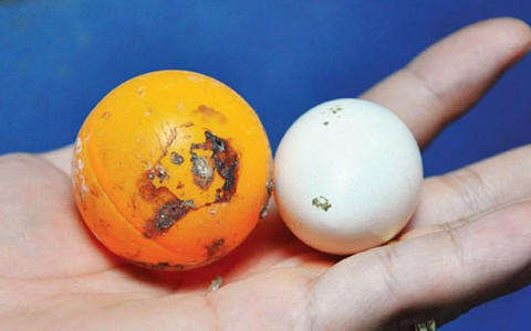 Để kích thích gà mái đẻ trứng, anh Huế đã cho vào chuồng các quả bóng bàn, cho gà đẻ đúng chỗ quy định, không rơi vãi ra ngoài để đảm bảo chất lượng trứng.