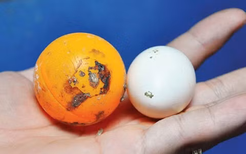 Để kích thích gà mái đẻ trứng, anh Huế đã cho vào chuồng các quả bóng bàn, cho gà đẻ đúng chỗ quy định, không rơi vãi ra ngoài để đảm bảo chất lượng trứng.