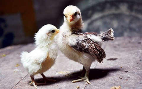 Loại gà này cần được tạo dáng từ khi còn bé, vì khi đó xương gà mề.