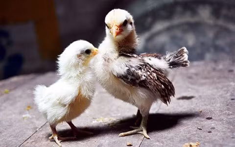 Loại gà này cần được tạo dáng từ khi còn bé, vì khi đó xương gà mề.