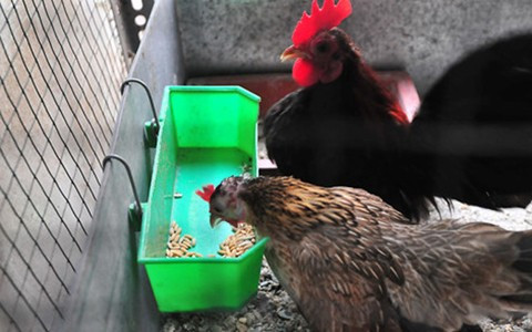 Tùy thuộc vào mã lông, kích cỡ của con gà mà định giá tiền, ví như gà trưởng thành giá rẻ nhất cũng trên dưới 10 triệu đồng/con, với con mã đẹp có thể lên tới cả trăm triệu đồng.