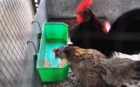 Tùy thuộc vào mã lông, kích cỡ của con gà mà định giá tiền, ví như gà trưởng thành giá rẻ nhất cũng trên dưới 10 triệu đồng/con, với con mã đẹp có thể lên tới cả trăm triệu đồng.