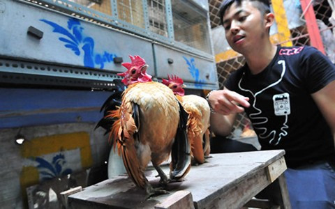 Chuồng nuôi gà của Huế nằm trên sân thượng của ngôi nhà ở phố Quán Thánh, có diện tích chỉ hơn 10 mét vuông nhưng được anh bố trí rất bài bản.