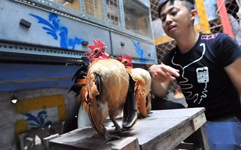 Chuồng nuôi gà của Huế nằm trên sân thượng của ngôi nhà ở phố Quán Thánh, có diện tích chỉ hơn 10 mét vuông nhưng được anh bố trí rất bài bản.