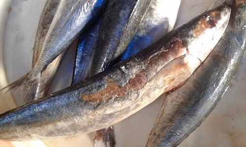 Những con cá nục được đề giá bán 40.000đồng/kg.