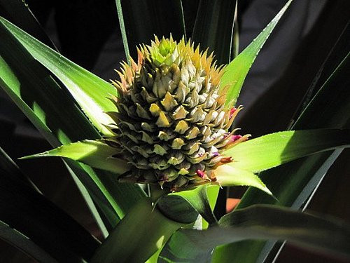 Nên bón phân 3 lần/năm: đầu, giữa và cuối mùa mưa, ngoài ra có thể bón phân một lần sau khi hoa nở xong để nuôi quả.