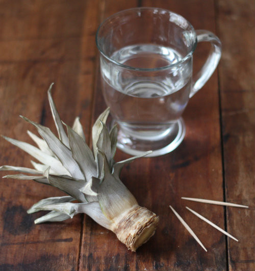 Bước 2: Đổ nước vào cốc và đặt thân dứa vào trong cốc, sử dụng 3-4 que xiên đều vào giữa phần đầu trái dứa như trên hình.