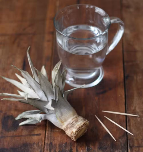 Bước 2: Đổ nước vào cốc và đặt thân dứa vào trong cốc, sử dụng 3-4 que xiên đều vào giữa phần đầu trái dứa như trên hình.