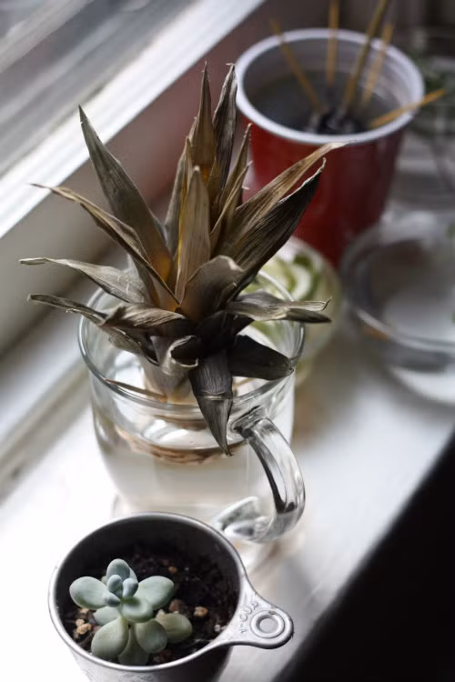 Bước 3: Đặt phần đầu vào trong bát nước và để ở khu vực cửa sổ nhiều nắng trong ba ngày.