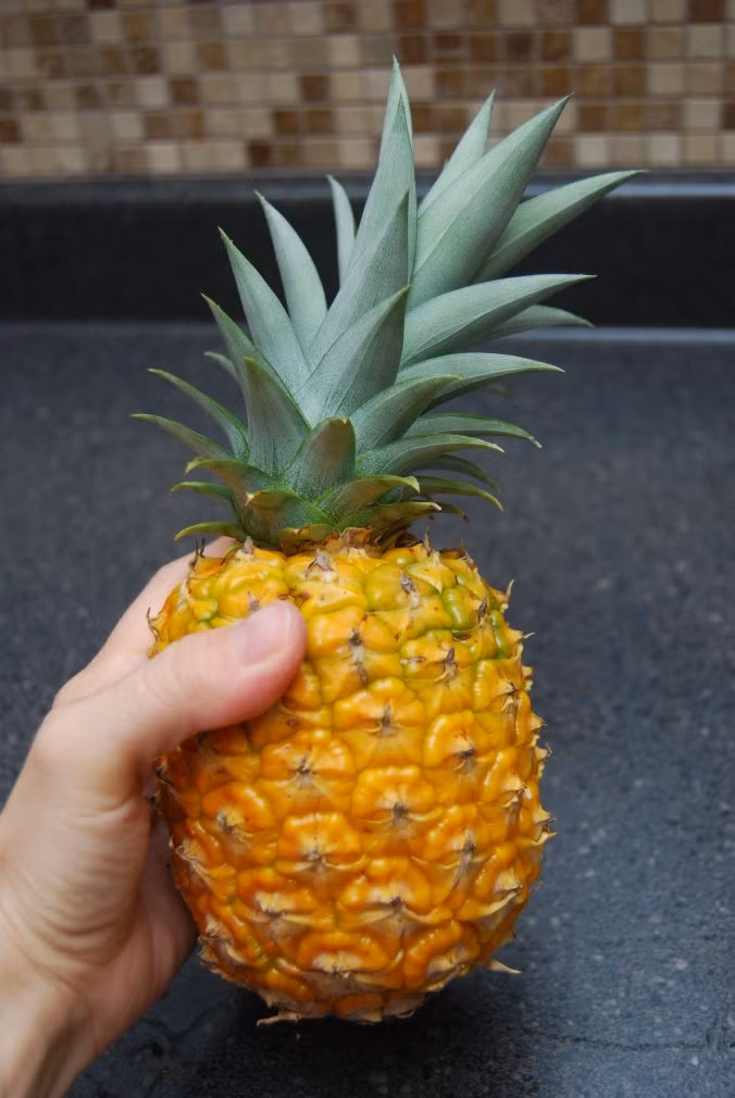 1. Chuẩn bị dụng cụ: + Đất trồng cây: Cây dứa có bộ rễ tương đối yếu và ăn nông nên muốn có năng suất cao đất cần có tầng mặt xốp, nhiều mùn và chất dinh dưỡng, đồng thời thoát nước tốt. + Chậu hoa + Dứa cả quả và phần thân lá: Tìm một quả dứa to, chín vàng, mắt thưa to đều, cuống nhỏ, búng quả kêu bộp bộp. + Xẻng xới đất + Cốc nhỏ + Dao