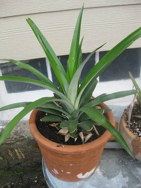 3. Chăm sóc và thu hoạch Bước 5: Dứa trồng trong chậu có thể cho quả, nhưng thời gian có thể dài hơn bình thường. Bạn nên tạo môi trường thuận lợi như ánh sáng, dinh dưỡng, nhiệt độ thích hợp để dứa sinh trưởng tốt và cho quả.