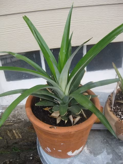 3. Chăm sóc và thu hoạch Bước 5: Dứa trồng trong chậu có thể cho quả, nhưng thời gian có thể dài hơn bình thường. Bạn nên tạo môi trường thuận lợi như ánh sáng, dinh dưỡng, nhiệt độ thích hợp để dứa sinh trưởng tốt và cho quả.