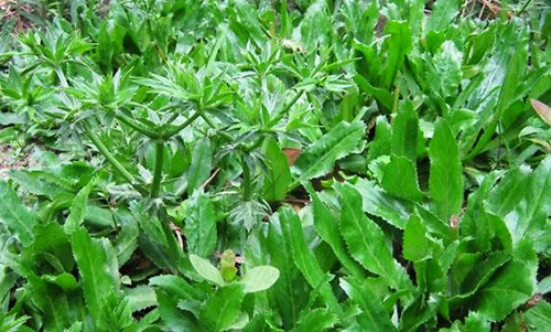 Chi voi vai cong mui tau danh bay 10 can benh thuong gap