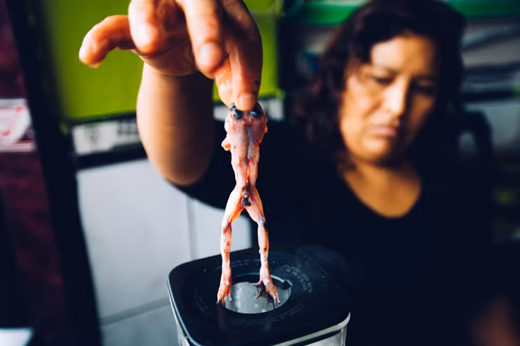 Khung khiep sinh to ech tuoi: Than duoc viagra cua nguoi Peru