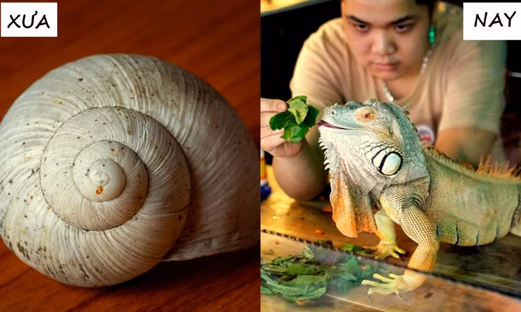 Thú cưng của nhiều người trẻ cũng thay đổi ngoạn mục theo thời gian, từ vỏ ốc, con dế mèn, bọ ngựa cho tới kỳ đà, thằn lằn, rắn...