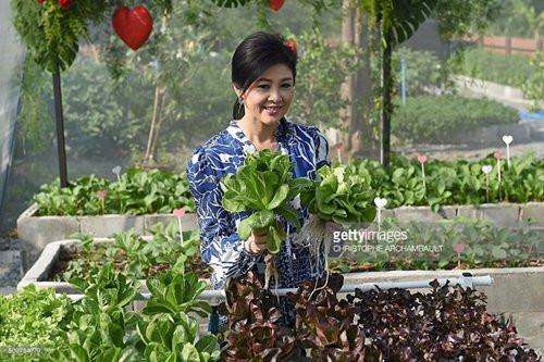 Những cây rau xanh mướt, tươi tốt khiến ai cũng trầm trồ.