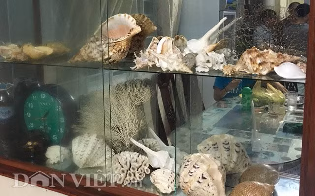 Nhiều ngư dân còn đóng hẳn tủ riêng trên vách tường để trưng bày vỏ ốc.