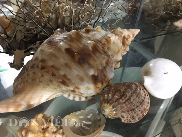 Với vỏ ốc to, đẹp như thế này thường chỉ tìm thấy ở vùng biển xa như Trường Sa, Hoàng Sa.