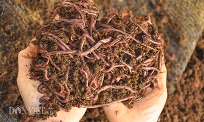 Theo bà Liên, hiện trang trại của bà đang xúc tiến xây dựng thương hiệu riêng cho sản phẩm thịt lợn để từng bước mở rộng mô hình chăn nuôi lợn an toàn có sử dụng giun quế trong thành phần thức ăn. “Đây sẽ là hướng đi về lâu dài giúp sản phẩm có được chỗ đứng trên thị trường cạnh tranh ngày một gay gắt hiện nay” – bà Liên chia sẻ.