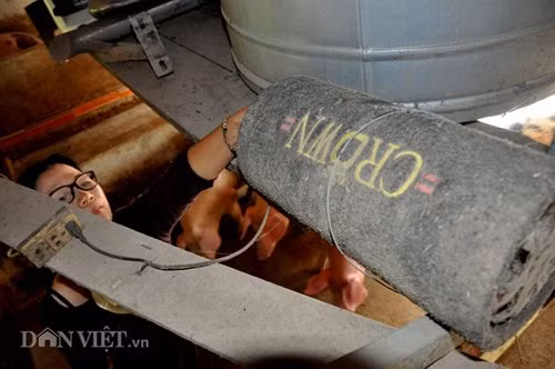 Bà Liên đang điều chỉnh âm thanh “dàn” nhạc Pháp cho phù hợp để đàn lợn nghe mà không ảnh hưởng đến khu dân cư. “Thường ngày tôi cho lợn nghe nhạc khoảng 8h (trong giờ hành chính) thấy rất hiệu quả, đàn lợn cũng rất thích thú hay chạy nhảy theo tiếng nhạc” – bà Liên tiết lộ.