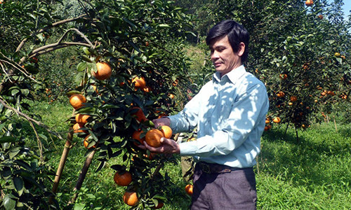 Một vườn cam sành sạch bệnh ở Hàm Yên.