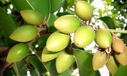 Cong dung chua benh it biet cua trai ca na