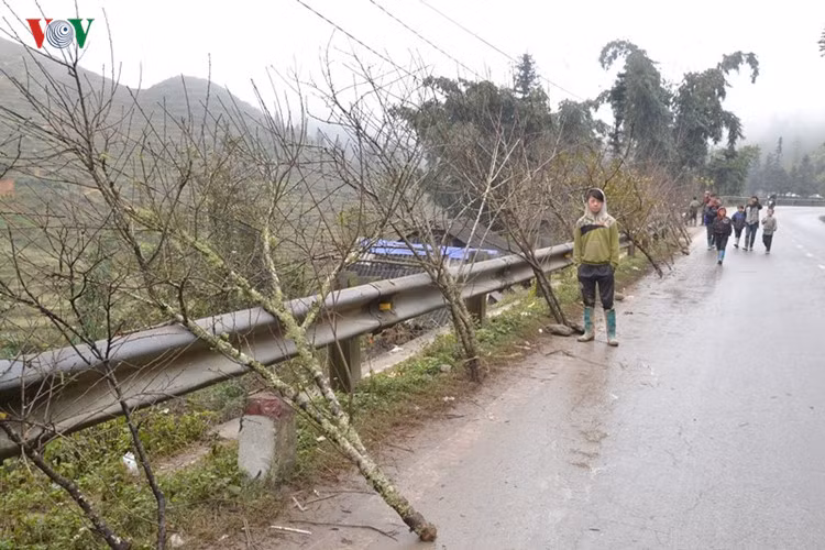 Giá bán trung bình mỗi cành, gốc đào tại đây dao động từ vài trăm nghìn đến vài triệu đồng.