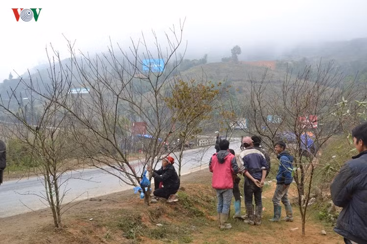 Dọc tuyến Quốc lộ 4D từ thành phố Lào Cai đi thị trấn du lịch Sa Pa, trong tiết trời cuối đông se lạnh, đào rừng Sa Pa với đủ hình dáng được bà con địa phương tấp nập bày bán.