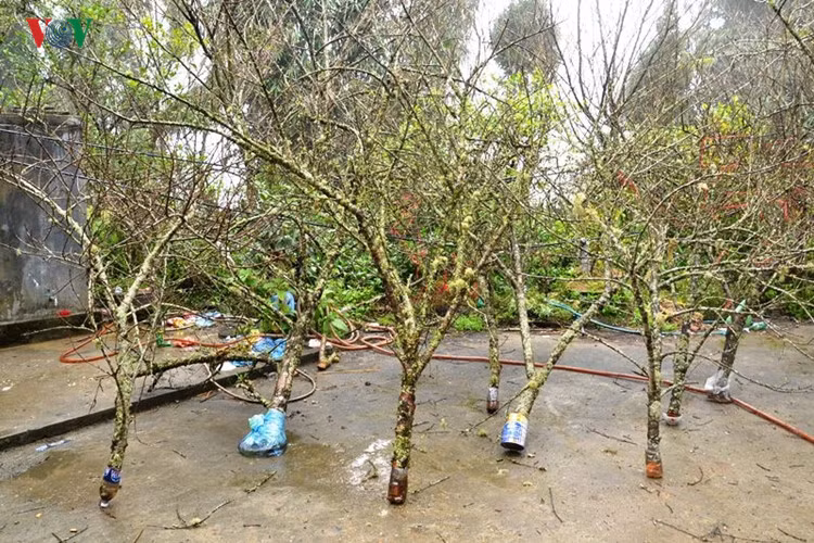 Để bảo vệ và giữ gìn nguồn đào rừng tự nhiên, người dân Sa Pa khai thác có chọn lọc, thực hiện cắt tỉa cành, hạn chế đào cả cây mang bán.