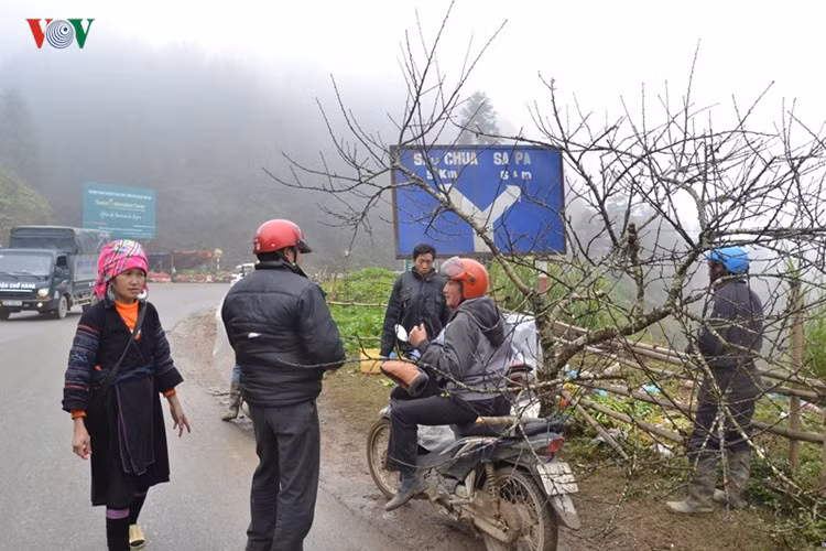 Do ảnh hưởng của biến đổi khí hậu, đào rừng Sa Pa năm nay được đánh giá ít nụ nhưng nhiều cành, giá cả không quá đắt đỏ.