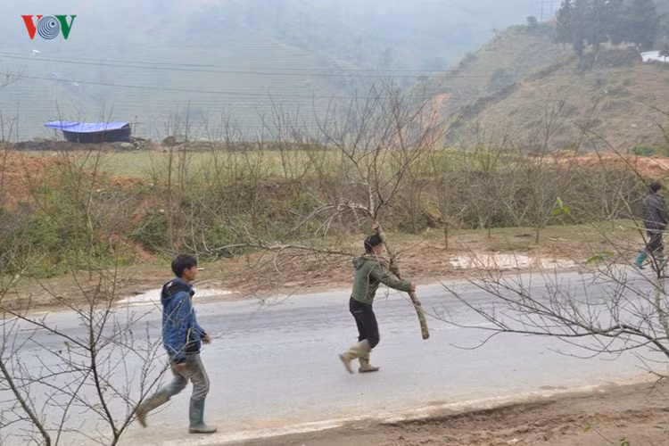 Tùy theo hình dáng, độ lớn của tán cành, độ dày của nụ hoa và độ cổ kính, rêu mốc của thân, gốc đào mà người bán quyết định ra giá.