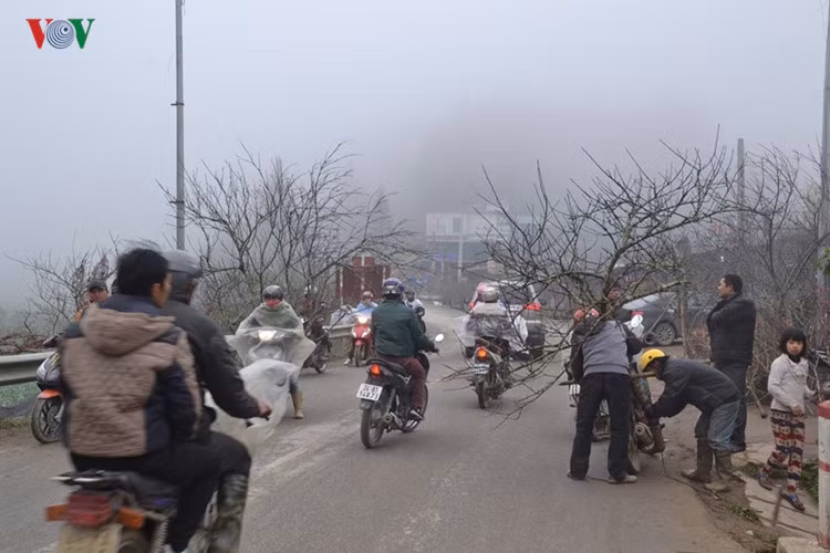 Giống như mọi năm, rất đông người dân địa phương và du khách, cùng các chủ buôn chọn lựa mua về.