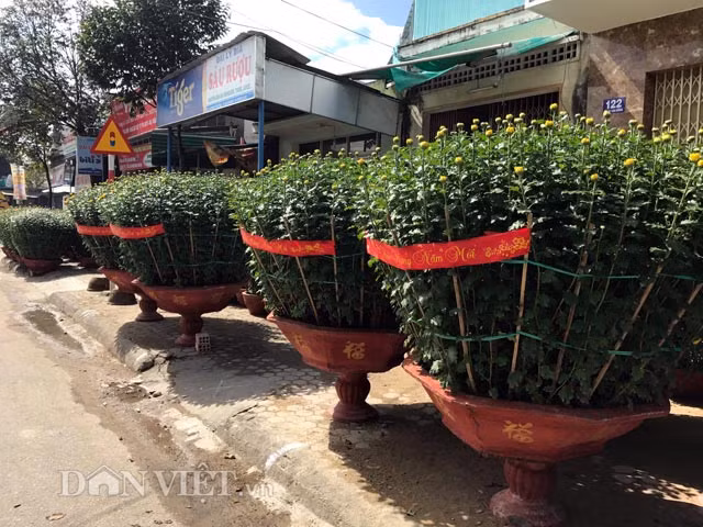 Nói về giá, nhiều người bán cho biết: "Do bị hư hại nhiều vì các đợt mưa lũ vừa qua nên giá hoa Tết năm nay cao hơn nhiều so với năm trước". Ngay cả hoa cúc, vốn được người dân Quảng Ngãi trồng để cung cấp cho các tỉnh thành lân cận, cũng có giá khá "chát". Chậu cúc to thế này được ra giá trên 1 triệu đồng/chậu