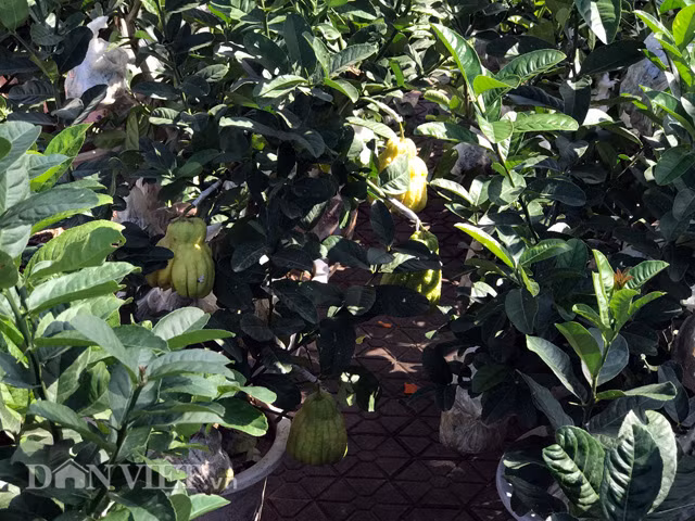 Theo đó, với những chậu cúc to, nụ nhiều và đều... được ra giá từ 1-1,4 triệu đồng/chậu, đắt hơn gấp 2-2,5 lần so với năm trước. Còn mai kiểng tuỳ kích cỡ mà có giá dao động từ 250.000 - 1,2 triệu đồng/chậu. Cá biệt không ít cây mai có thế đẹp được rao bán trên 60 triệu đồng. Thanh long chậu từ 1,5-3,5 triệu đồng/chậu...