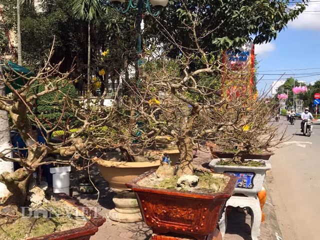 Qua quan sát của phóng viên Dân Việt, tại thời điểm này, được bày bán và chiếm nhiều nhất là hoa mai lớn, nhỏ của người dân trong tỉnh và từ nơi khác đưa về; kế đến là cúc. Bên cạnh đó nhiều loại cây trái kiểng để trưng bày trong nhà từ các tỉnh phía Nam cũng có mặt, như: thanh long chậu, phật thủ...
