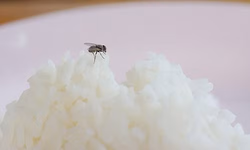 Ruoi chi cham chan vao thuc an “nha” hon 200 loai vi khuan doc hai