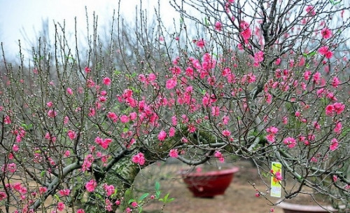 Su tich va y nghia cua hoa dao ngay Tet co truyen