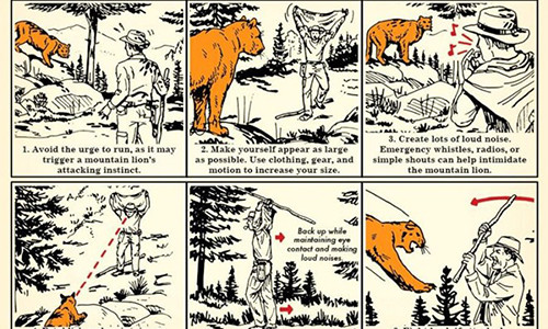 Bước đầu tiên khi gặp sư tử là lấy bình tĩnh, không được chạy.