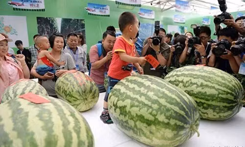 Choáng váng những quả dưa hấu khổng lồ, tới 80kg Choang vang nhung qua dua hau khong lo, toi 80kg