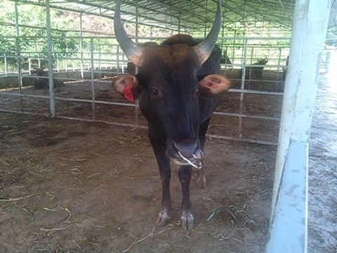 Hậu duệ F1 của con bò tót si tình.