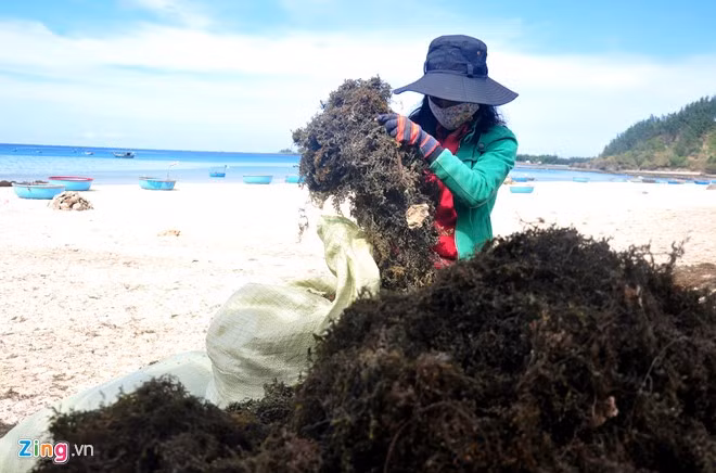 Chị Hà Thị Thu - thương lái thu mua rong mơ thổ lộ, tùy theo nhu cầu thị trường, có thời điểm phía Trung Quốc tiêu thụ loại thực vật biển này tăng mạnh, giá mỗi ký rong mơ khô có giá đến 12.000 đồng mỗi ký.