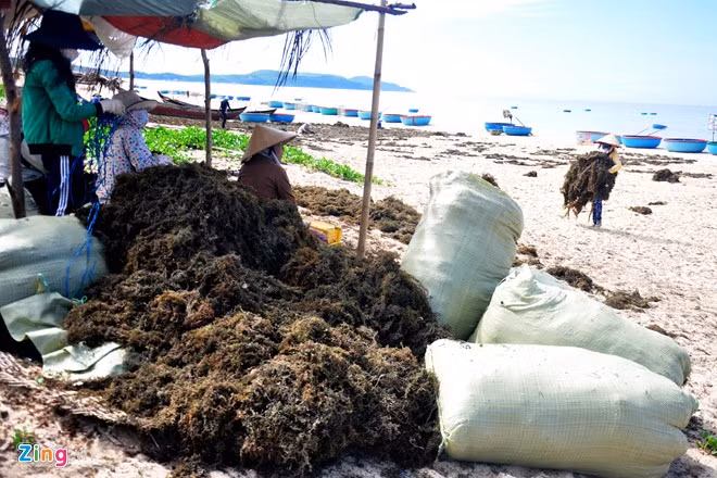 Bà Trần Thị Hà (ngụ xã Bình Hải) bộc bạch, nguồn thủy sản ngày càng ít dần, người dân địa phương đổ xô ra gành đá, rạn san hô vùng ven bờ khai thác rong mơ cải thiện thu nhập gia đình. "Mỗi ngày vợ chồng tôi khai thác được 200 đến 300 kg rong mơ, hôm nào khấm khá bán cho thương lái, trừ chi phí thu nhập cũng khoảng 1 triệu đồng. Hàng chục gia đình nơi đây khai thác rong mơ mỗi ngày ít nhất cũng 3 tấn rong mơ tươi", bà Hà thổ lộ.