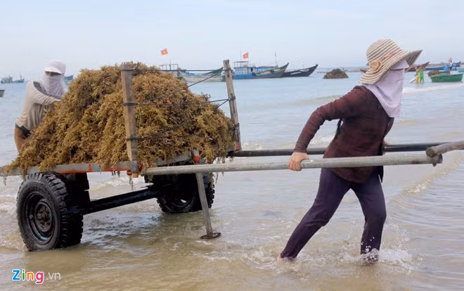 Người dân dùng xe cộ vận chuyển rong mơ từ ngoài thúng vào bờ biển. Các địa phương cũng đưa ra giới hạn thời gian, người dân chỉ được phép khai thác rong mơ từ tháng 6 đến cuối năm; dùng lưỡi liềm cắt rong mơ để lại gốc tối thiểu 25cm nhằm bảo vệ hệ sinh thái biển tạo điều kiện cho thủy sản sinh trưởng, phát triển. Riêng huyện Lý Sơn đã ban hành lệnh cấm khai thác rong mơ nhằm bảo tồn hệ sinh thái biển đảo nơi đây.