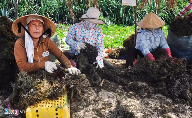 Rong mơ có vai trò quan trọng trong quá trình điều hòa hệ sinh thái môi trường biển, là nơi trú ẩn sinh sản của một số loài động vật, thủy sản biển. Trước tình hình này, Chi cục bảo vệ nguồn lợi thủy sản Quảng Ngãi yêu cầu các địa phương khuyến cáo người dân tránh khai thác rong mơ ồ ạt gây tác động xấu đến môi trường sinh thái biển, gây nguy cơ cạn kiệt nguồn thủy sản ven bờ.